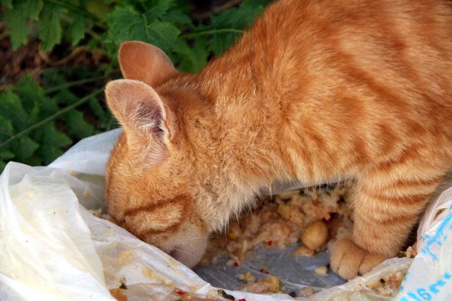 20090131_tunisiatrip_13_sousse_cat1